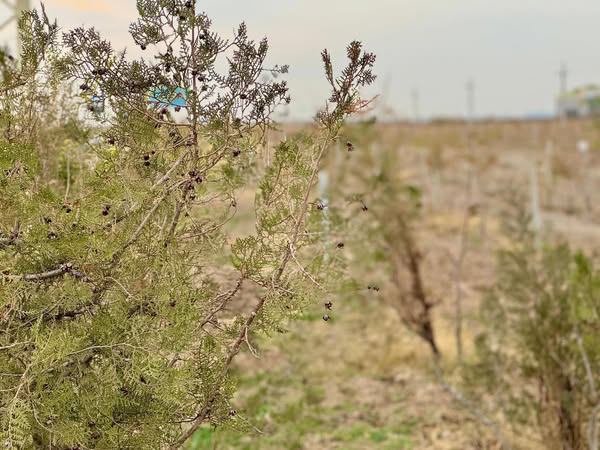 «ТАЗА ҚАЗАҚСТАН» ШАРАСЫ БАСТАЛҒАЛЫ ТҮРКІСТАН ОБЛЫСЫНДА 1 МИЛЛИОНҒА ЖУЫҚ ТАЛ ОТЫРҒЫЗЫЛҒАН