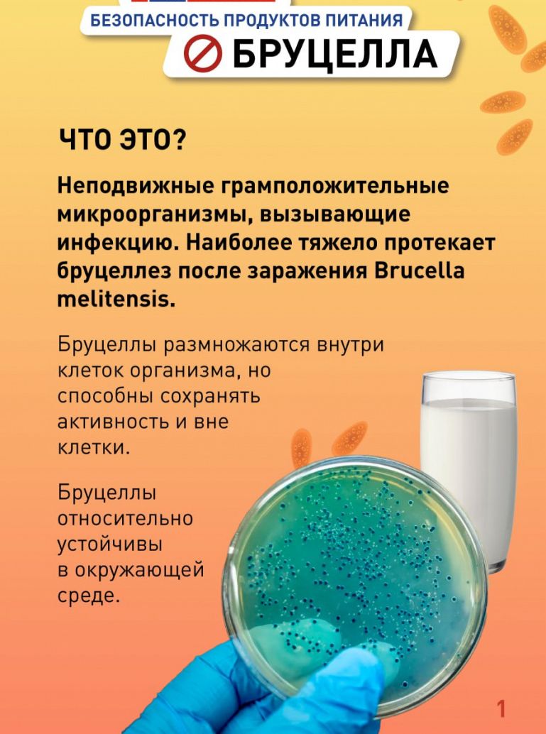Cарапшылар дейді: Бруцеллез мүгедектікке қалай әкеледі және қандай өнімдерді жұқтыруға болады,