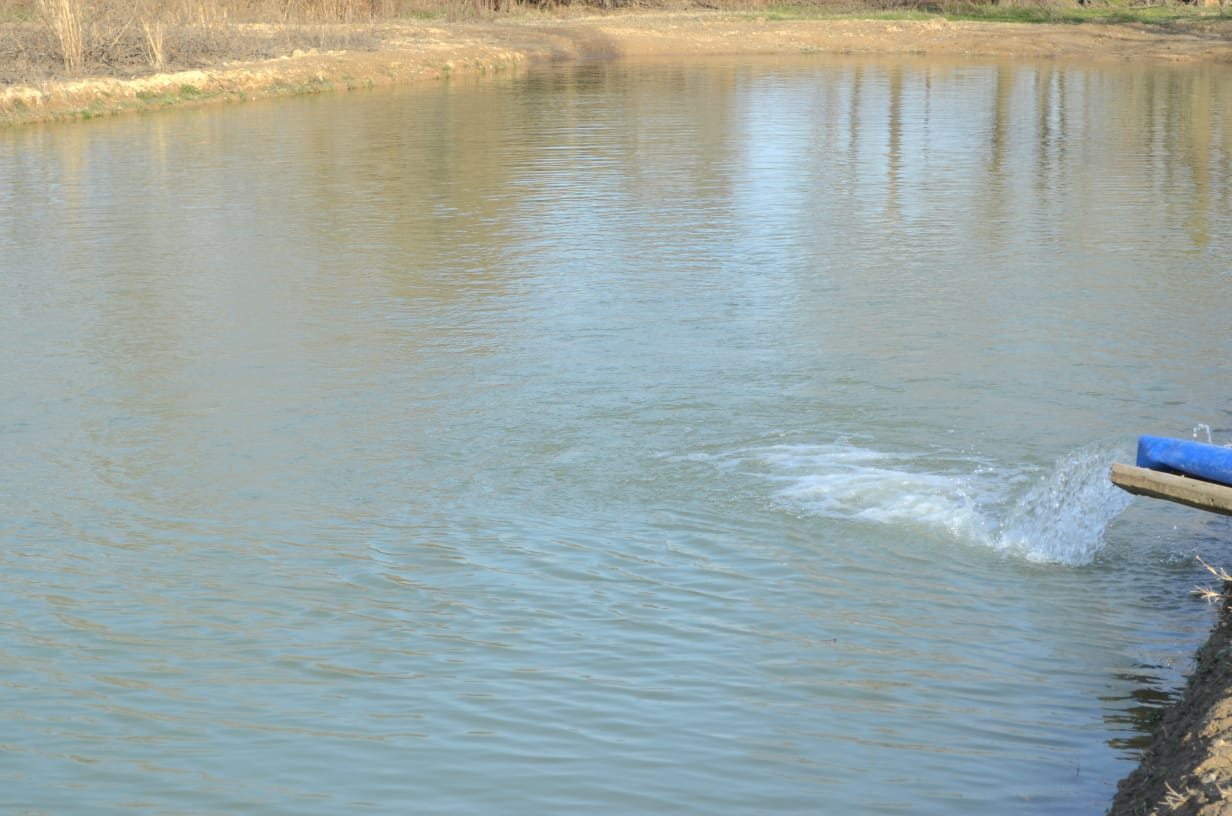 ТҮРКІСТАН: МАҚТАЛЫ ӨҢІРДЕ БАЛЫҚ ШАРУАШЫЛЫҒЫН ДАМЫТУҒА КҮШ САЛЫНУДА
