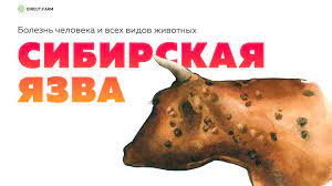 Үйдегі секс туралы видео