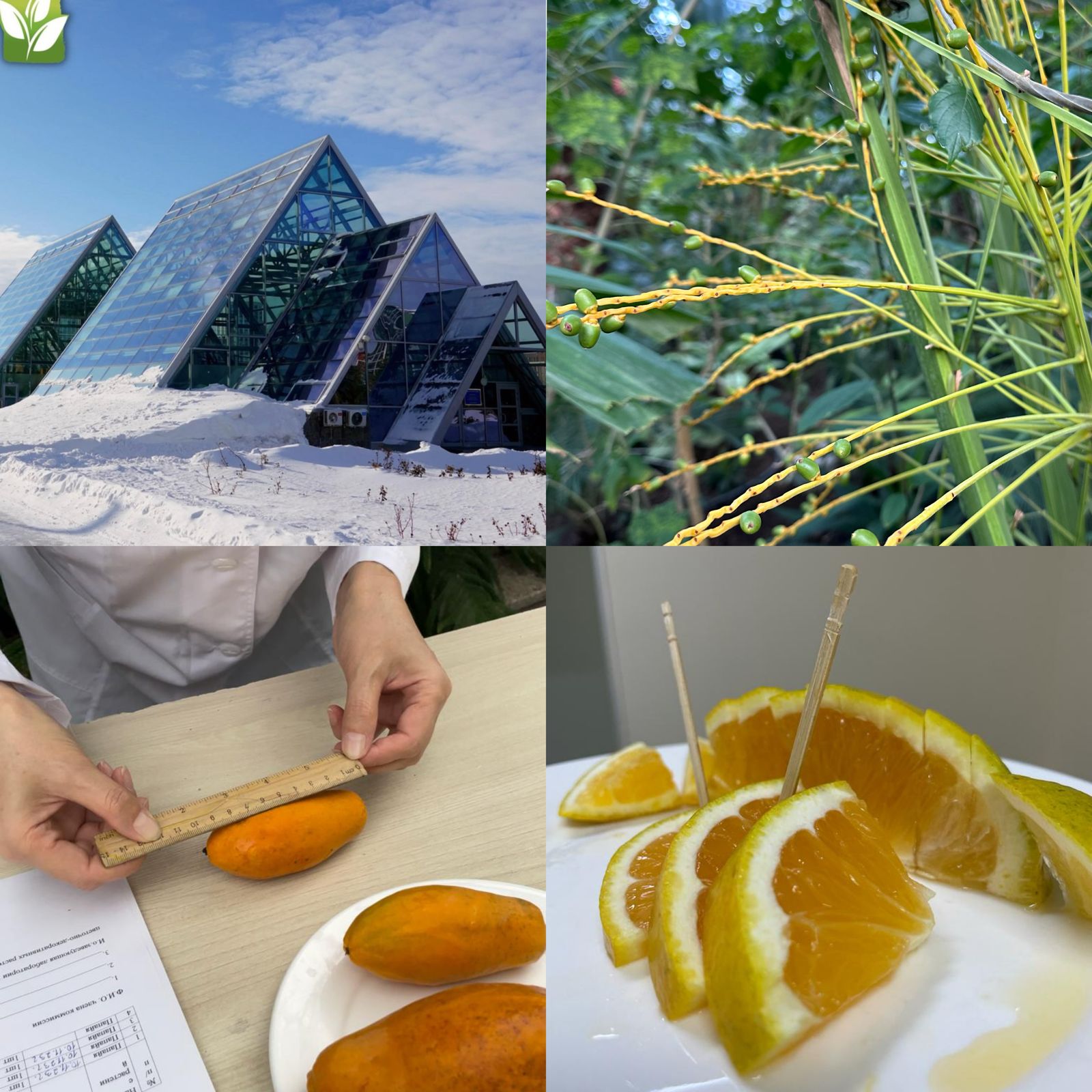 Зимой кругом белые пейзажи и холодно, то хочется побольше позитивного зеленого цвета и тепла. В таком случае добро пожаловать в Оранжереи Астанинского ботанического сада филиала РГП на ПХВ «Институт ботаники и фитоинтродукции» КЛХЖМ МЭПР РК!