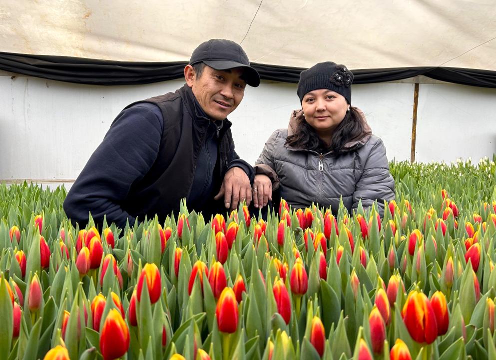 Бауыржан и Рания Булегеновы на фоне тюльпанов
