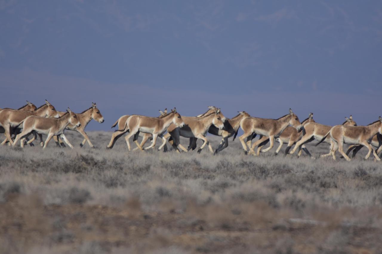 Проводится  учет диких животных занесенных в Красную книгу РК архаров, куланов и джейранов, обитающих на территории государственного национального природного парка « Алтын-Эмель»