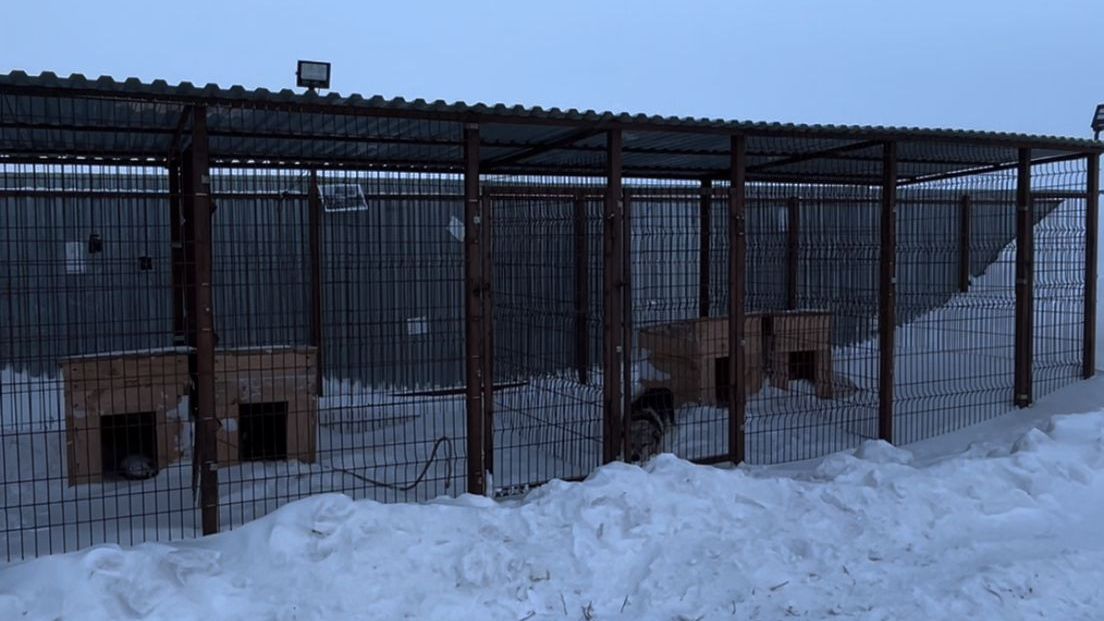 Приют для бездомных животных открыли в Каркаралинском районе