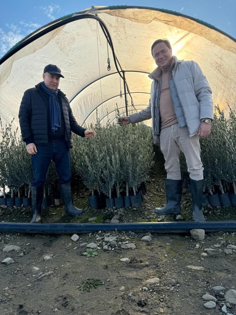 Kazakhstan and Georgia intend to expand cooperation in the field of olive production