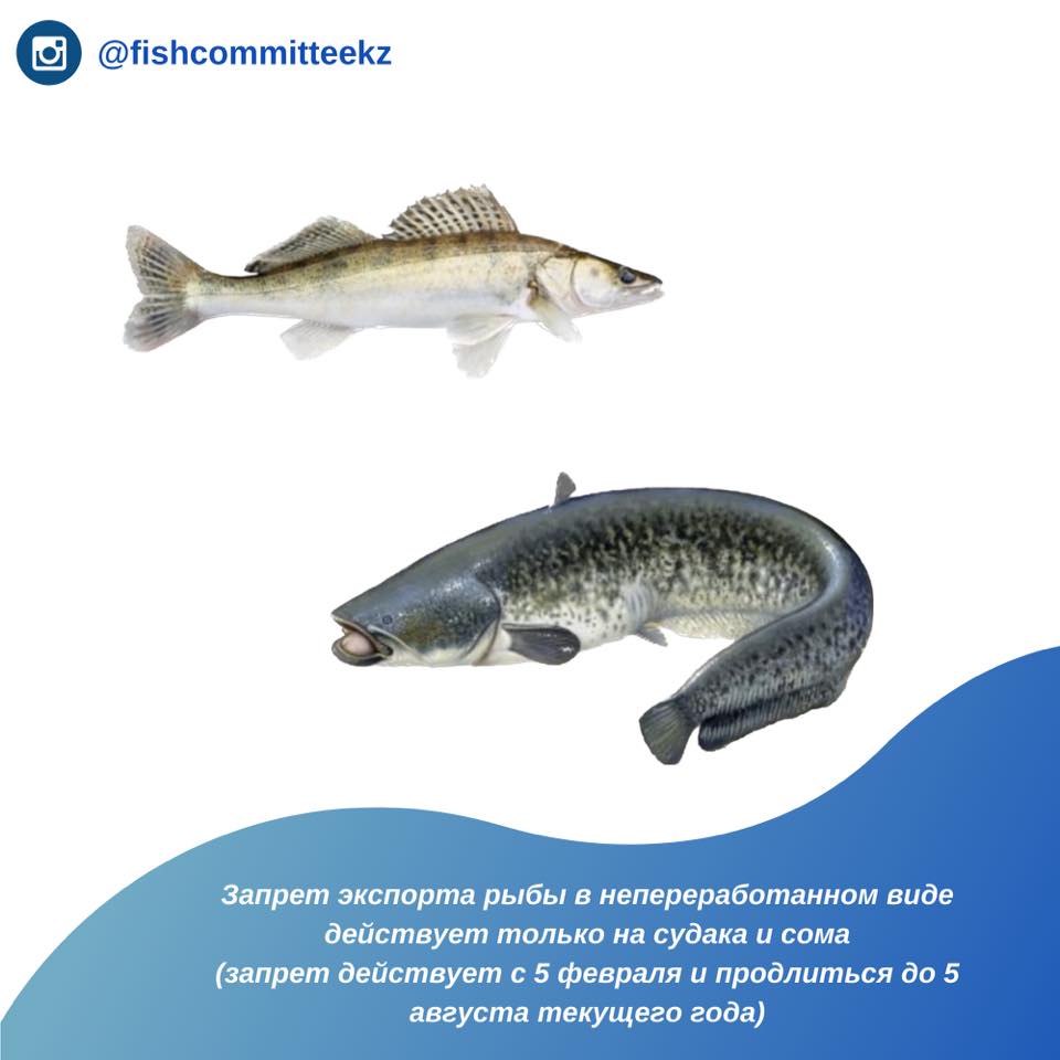 Запрет экспорта рыбы в непереработанном виде действует только на судака и сома