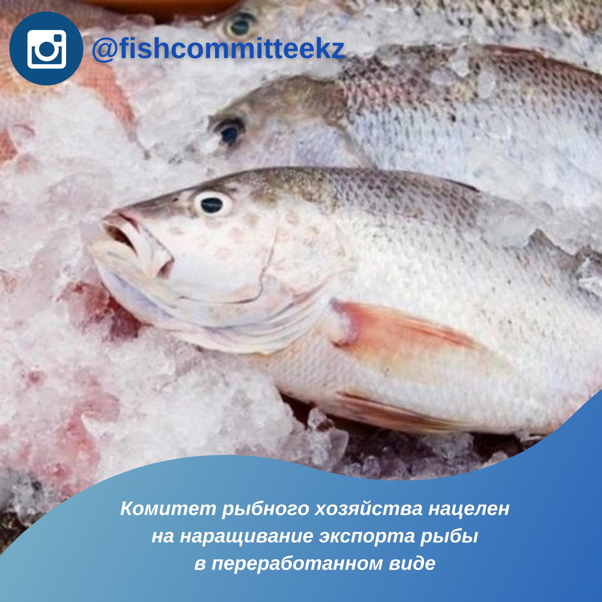 Комитет рыбного хозяйства нацелен на наращивание экспорта рыбы в переработанном виде
