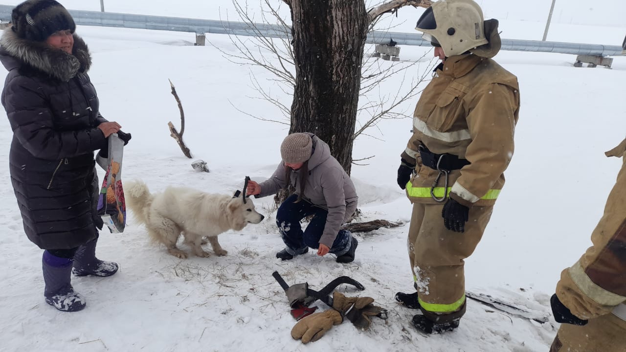 Спасатели Риддера пришли на помощь псу Айсу