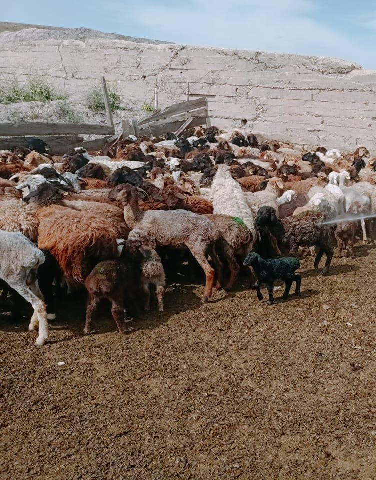 Жезөкшелерді саунаға шақырды (фото)