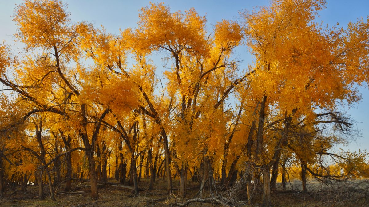 Turanga Grove.