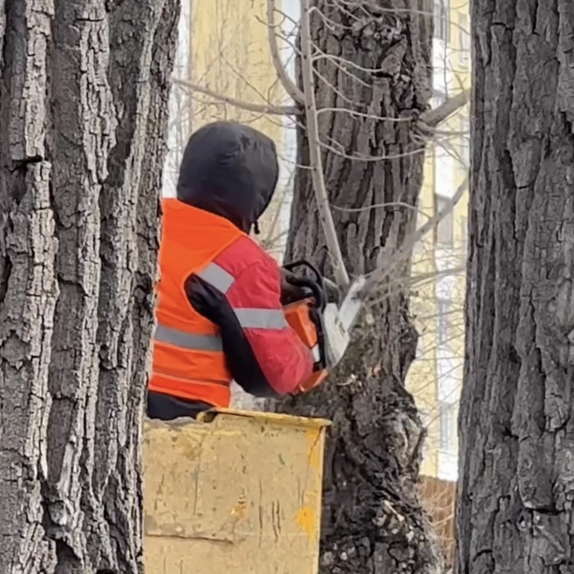 В Павлодаре ведется формовочная и санитарная обрезка деревьев