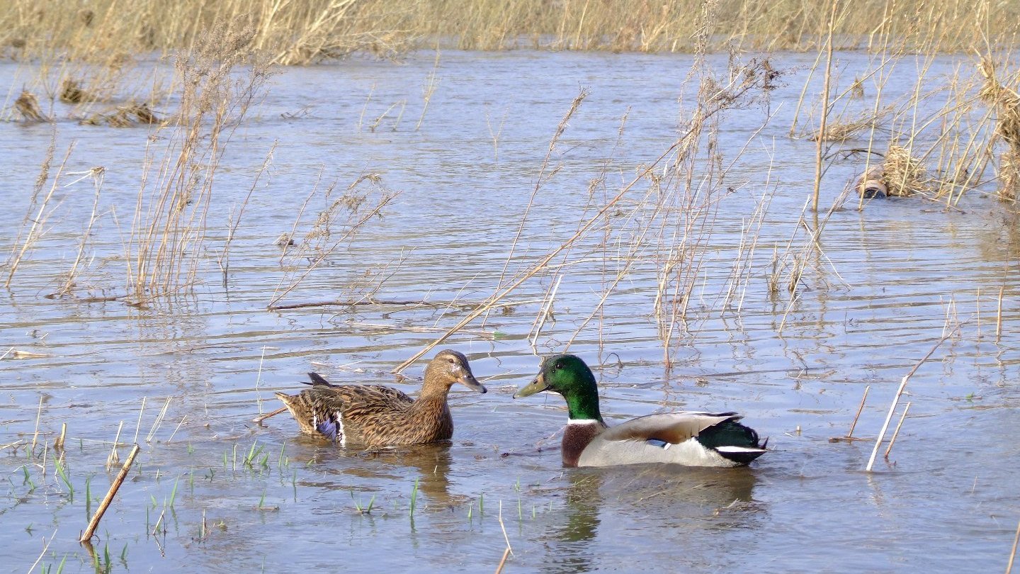 Naked Aerobics онлайн көру