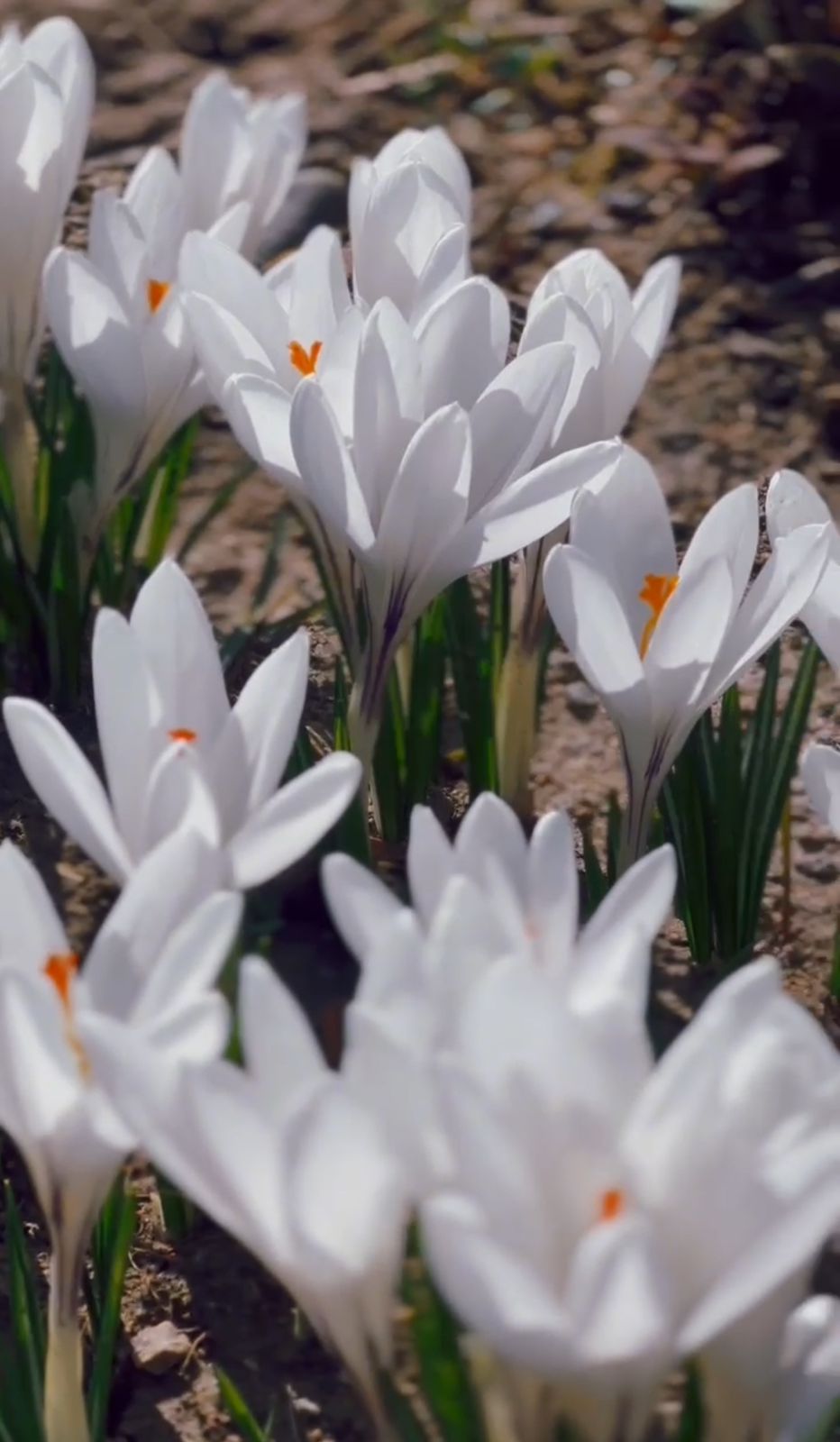 Көктем хабары: Алматыда Есентай өзенінің жағалауында крокустар гүлдеді