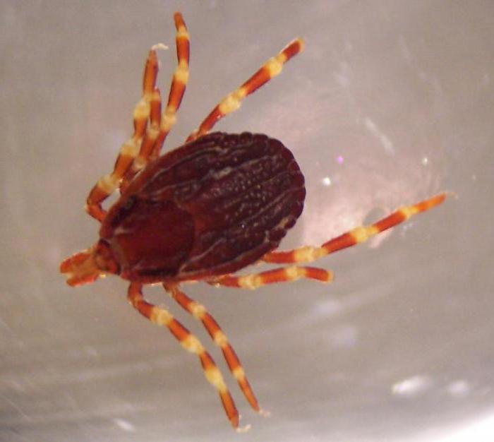 Жыртылған анальды порно көру Ингуш порно видеолары