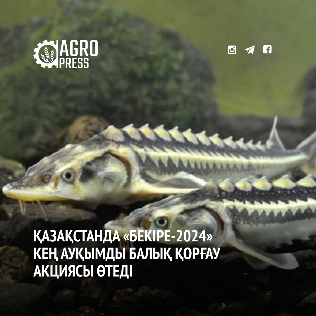 Қазақстанда «Бекіре-2024» кең ауқымды балық қорғау акциясы өтеді