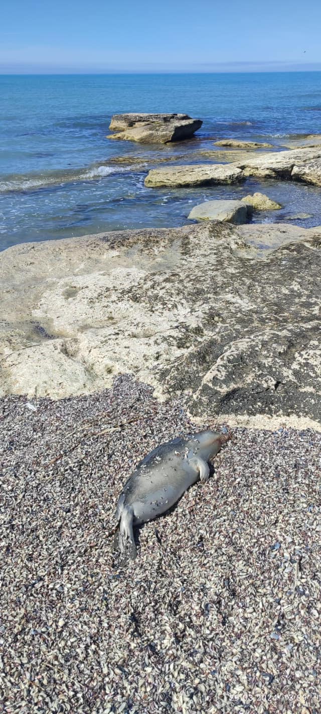 Информация о гибели каспийских тюленей на Каспийском море
