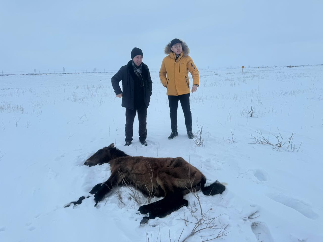 Падеж лошадей в Улытауской области: все погибшие животные не были идентифицированы