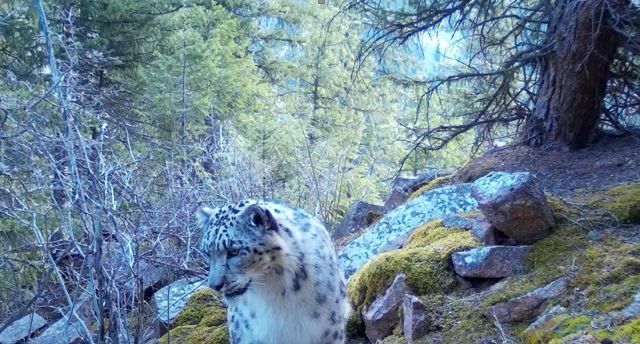 Снежные барсы попали в фотоловушку в Алматинской области. Хищники были замечены в Государственном национальном природном парке «Көлсай көлдері».