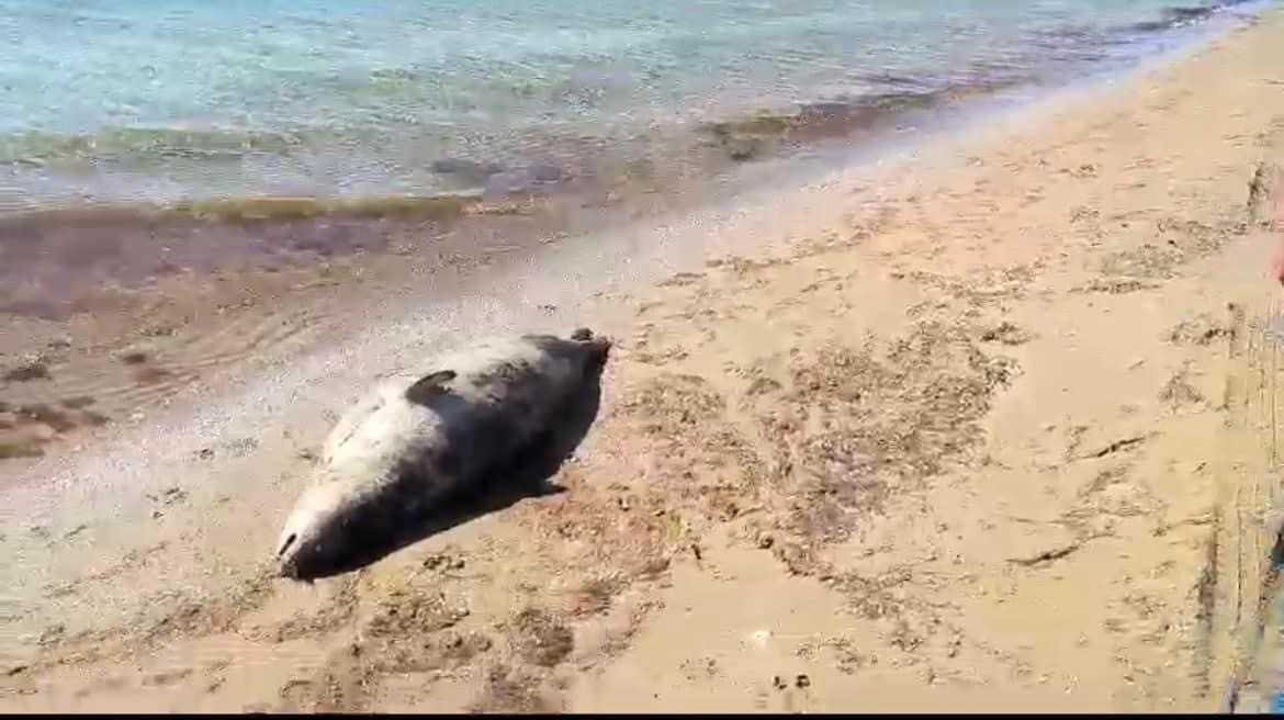 Информация  по гибели тюленя на Каспийском море
