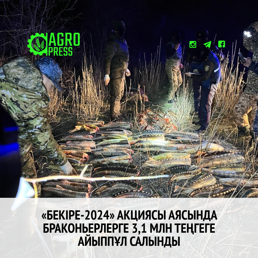 «Бекіре-2024» акциясы аясында браконьерлерге 3,1 млн теңгеге айыппұл салынды