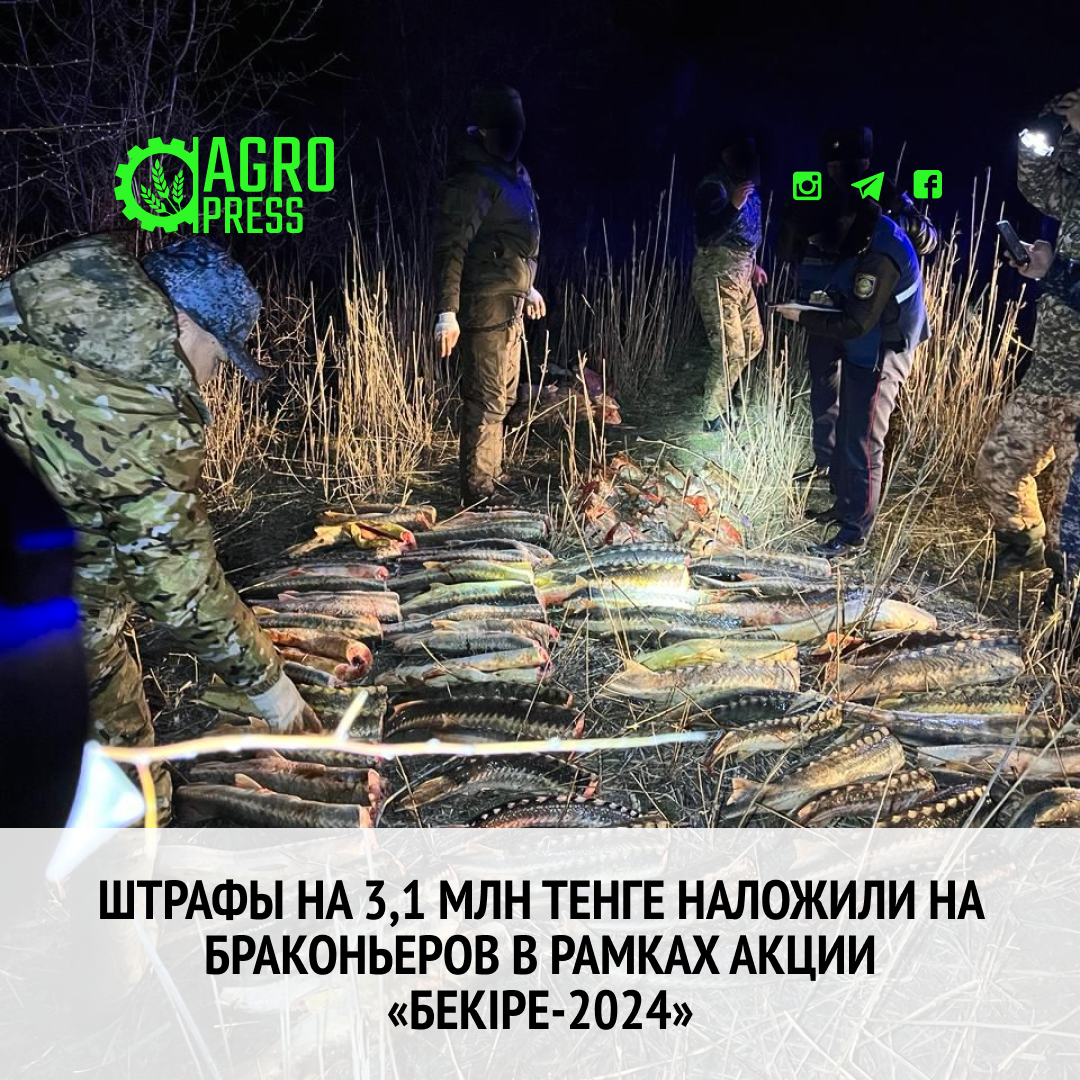 Штрафы на 3,1 млн тенге наложили на браконьеров в рамках акции «Бекіре-2024»