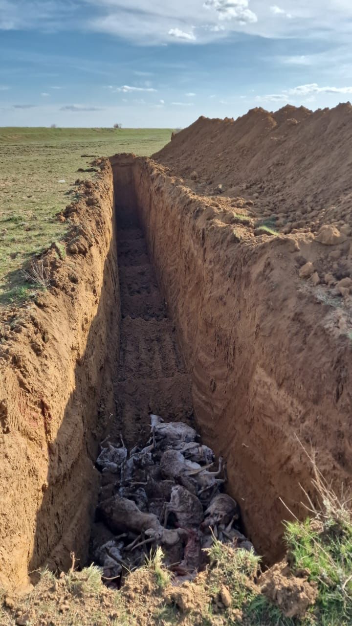 На территории водохранилища «Муратсай» Муратсайского сельского округа Бокейординского района ЗКО были обнаружены в воде туши сайгаков