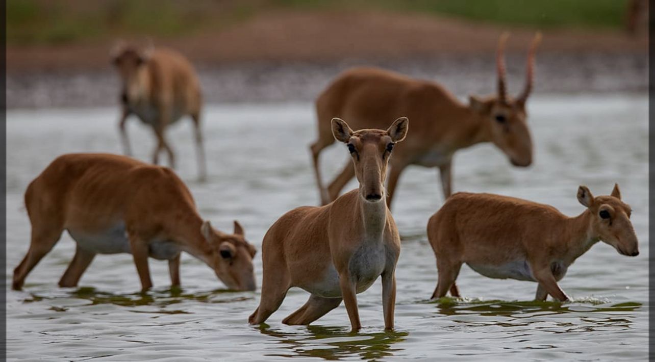 На территории водохранилища «Муратсай» Муратсайского сельского округа Бокейординского района ЗКО были обнаружены в воде туши сайгаков