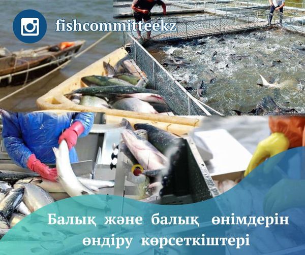 СПРАВКА по производству рыбы и рыбной продукции