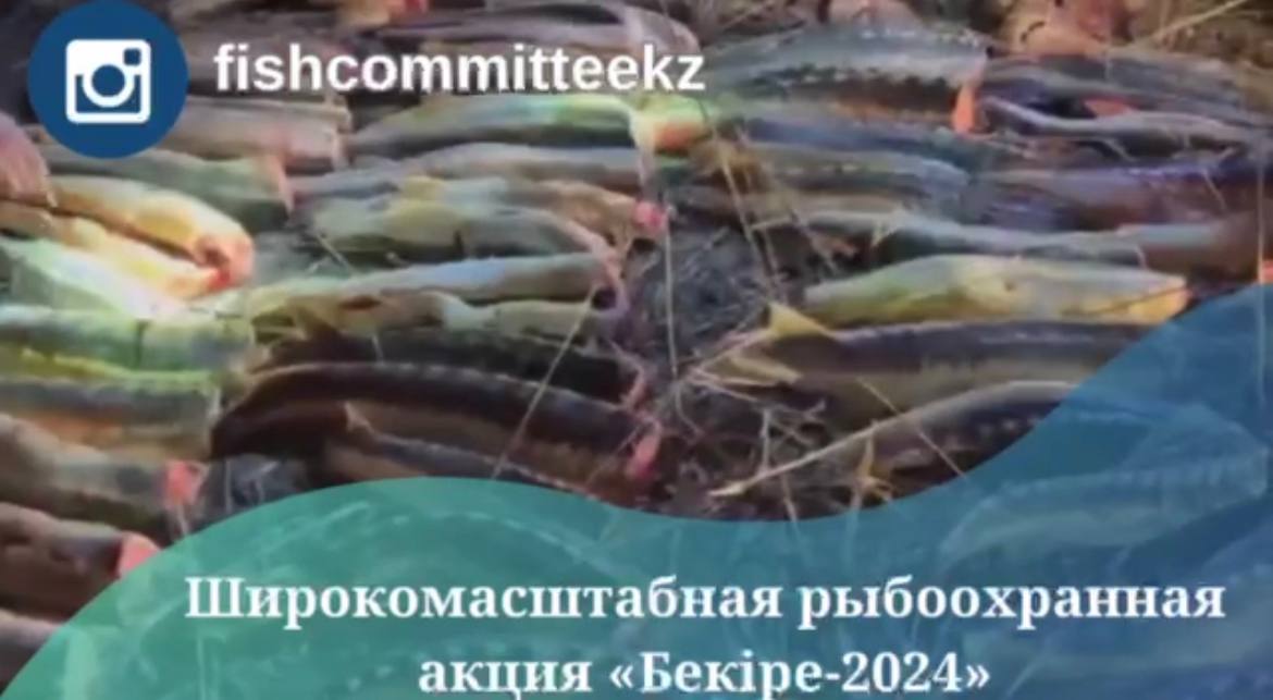 Широкомасштабная рыбоохранная акция «Бекіре-2024»