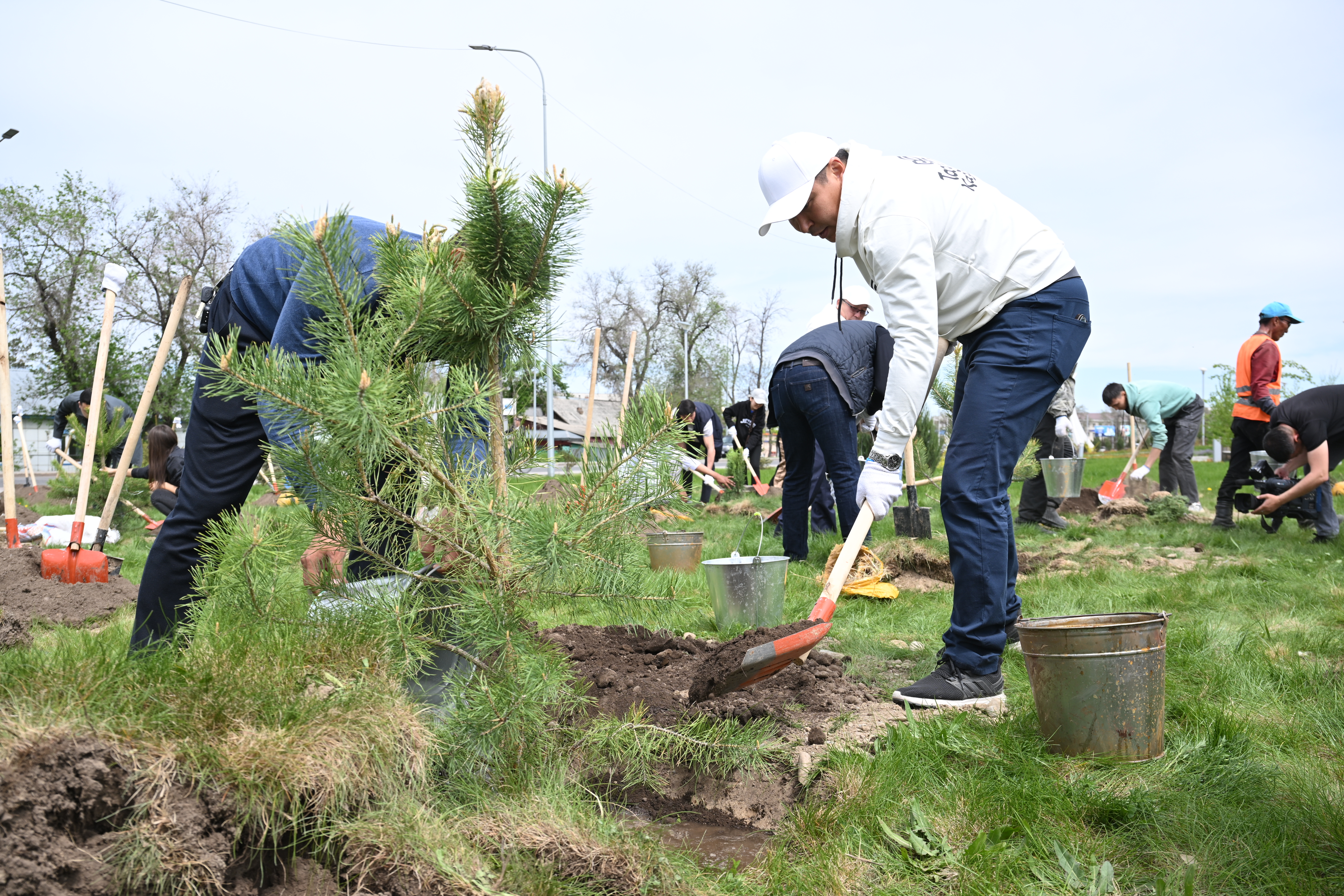 В рамках недели "Жасыл аймақ" посадили 22 тысячи деревьев в регионе