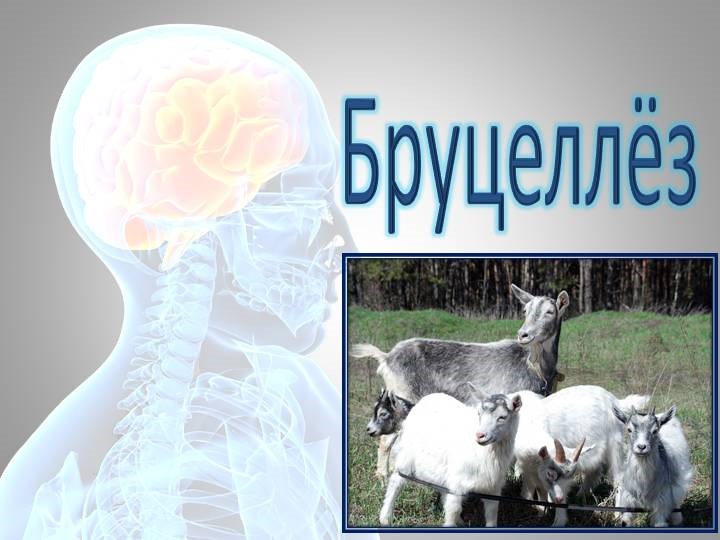 Мас орыстардың порносы