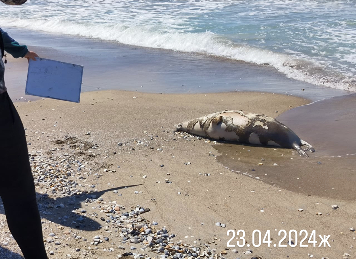 Информация об обнаружении мертвых тюленей