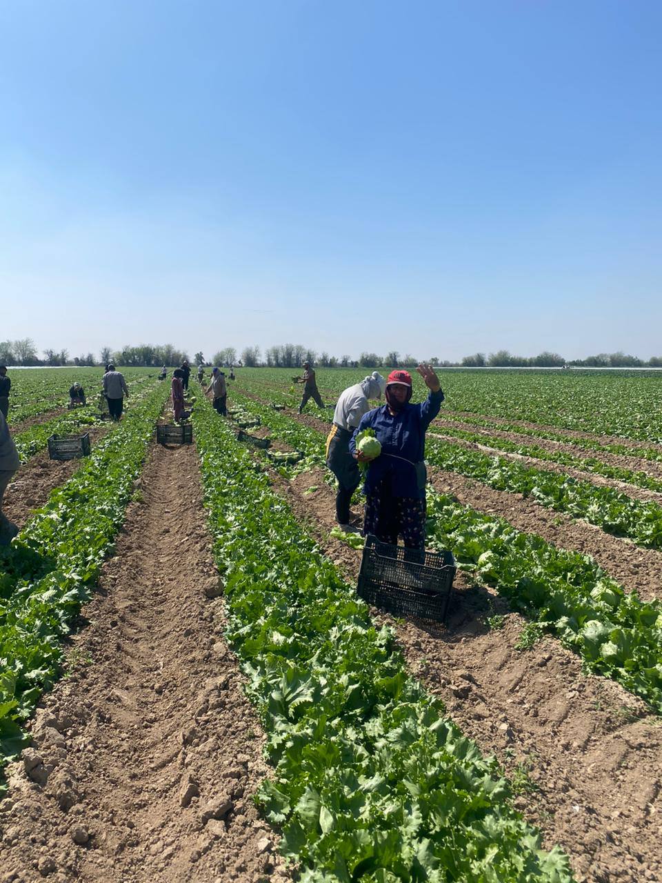 КАК РАБОТАЮТ ДОГОВОРЕННОСТИ С УЗБЕКИСТАНОМ О ПОДАЧЕ ВОДЫ: АГРАРИИ ТУРКЕСТАНСКОЙ ОБЛАСТИ СОБРАЛИ ПЕРВЫЙ УРОЖАЙ