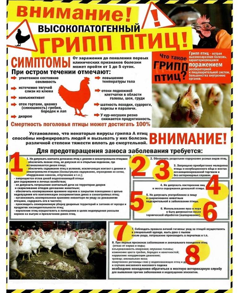 Үй құстарындағы жоғары патогенді құс тұмауының алдын алу