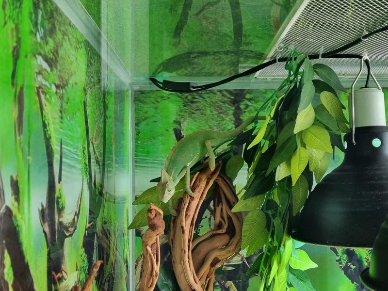 Желідегі тамаша порно