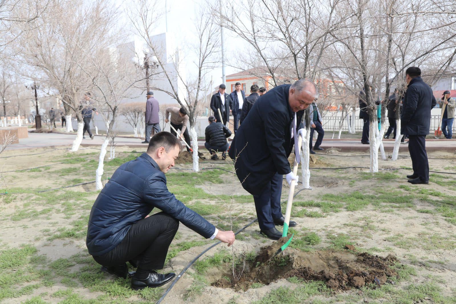 В Аральске началась посадка деревьев