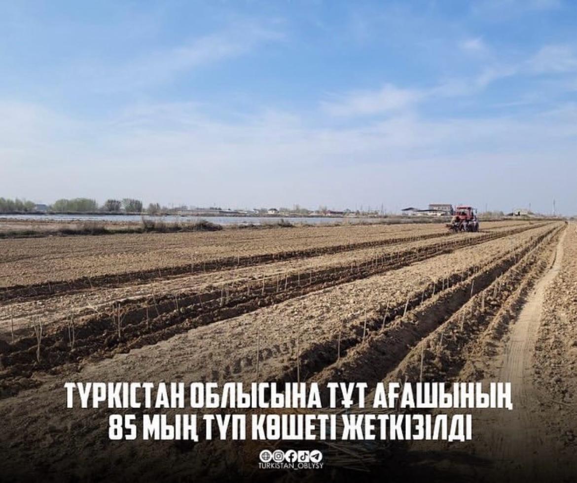 ТҮРКІСТАН: ТҰТ АҒАШЫНЫҢ 85 МЫҢ ТҮП КӨШЕТІ ЖЕТКІЗІЛДІ