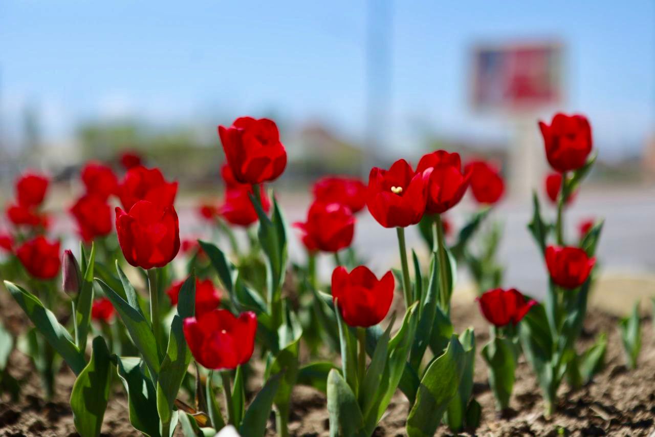 «ТАЗА ҚАЗАҚСТАН»: ТҮРКІСТАНДА ЕГІЛГЕН ГҮЛДЕР САНЫ 200 МЫҢҒА ЖЕТЕДІ