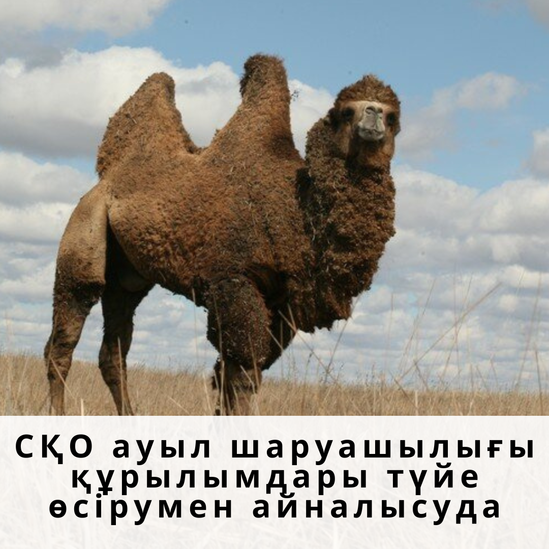 Орыс сексуалды фильмдерін онлайн көріңіз Төсекке байланған лесбиянка