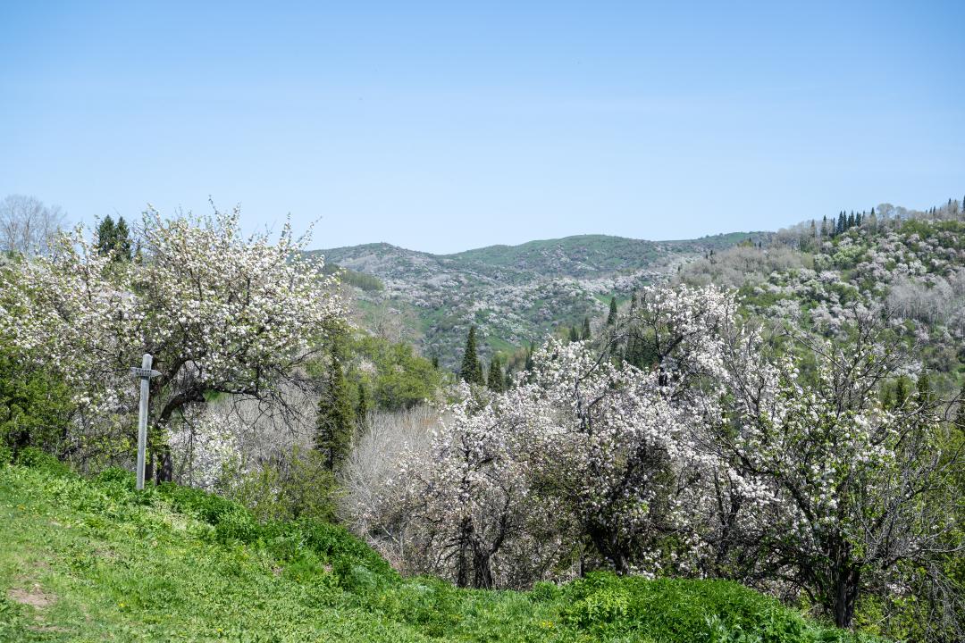 Цветущие яблоневые сады в горах