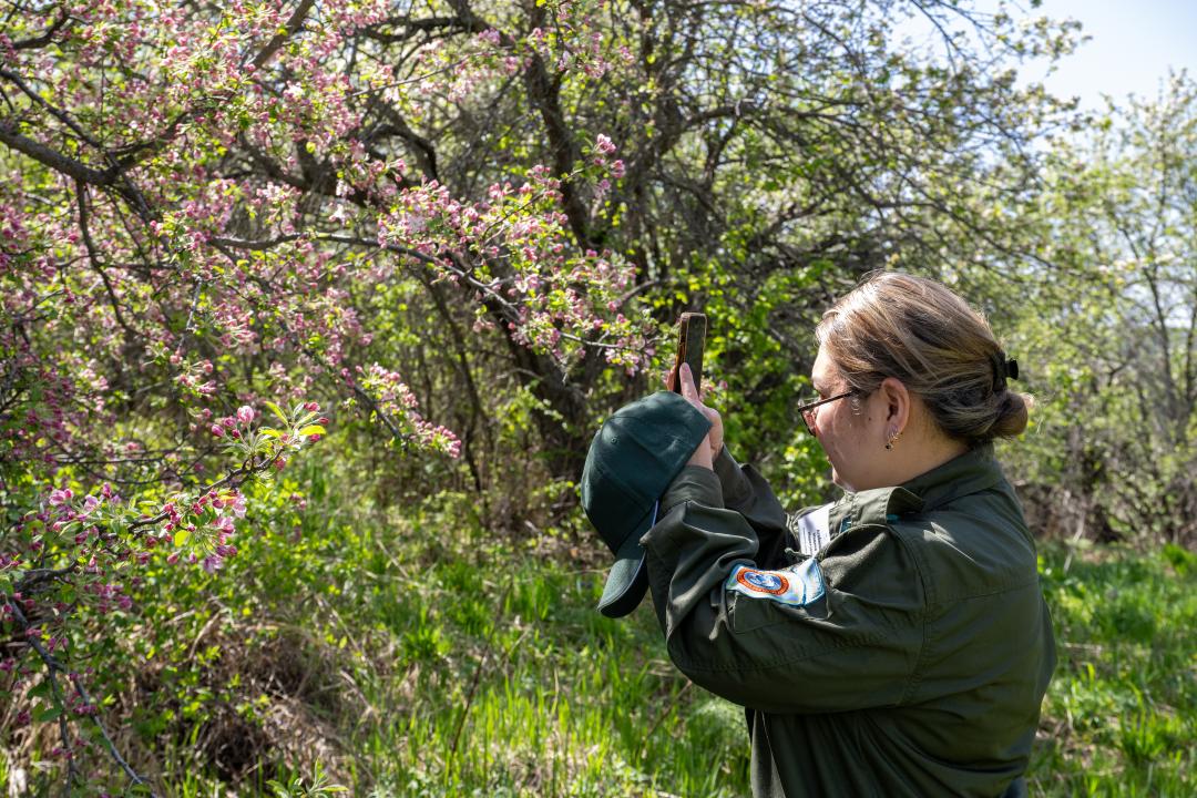 Сотрудник нацпарка фотографирует цветущую яблоневую ветвь