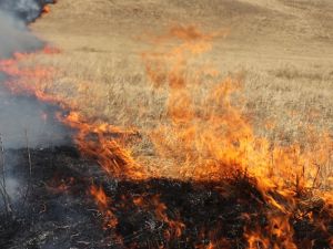 Дала алқабындағы өрт қауіпсіздік шаралары