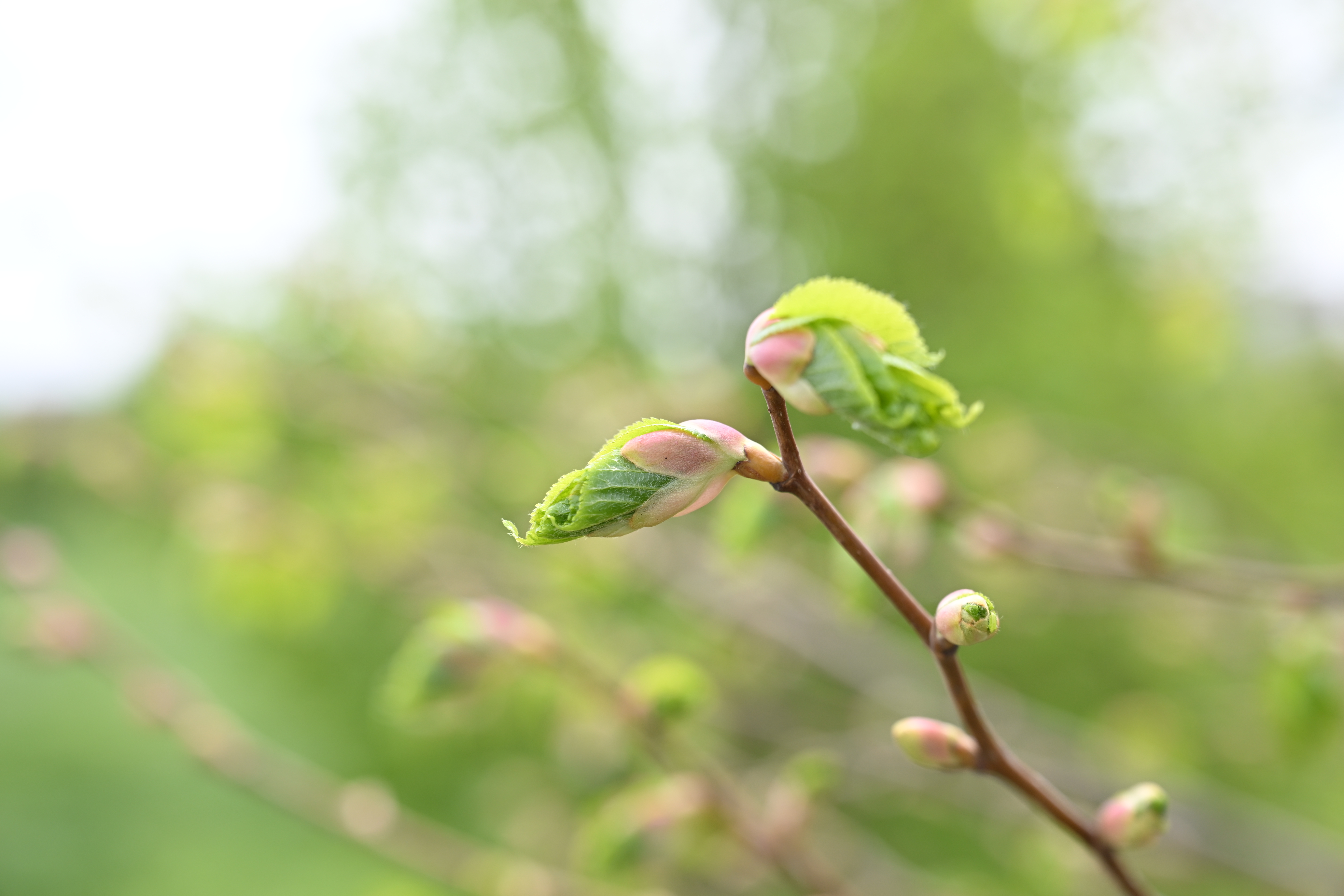 12 зеленых зон благоустроят в Жетісу в рамках «Таза Қазақстан»