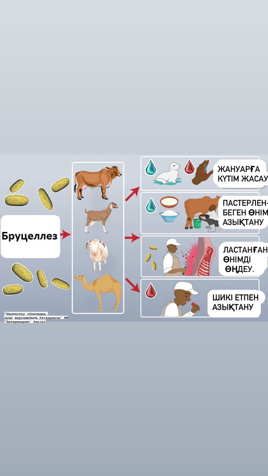 Бруцеллездің алдын алу жолдары
