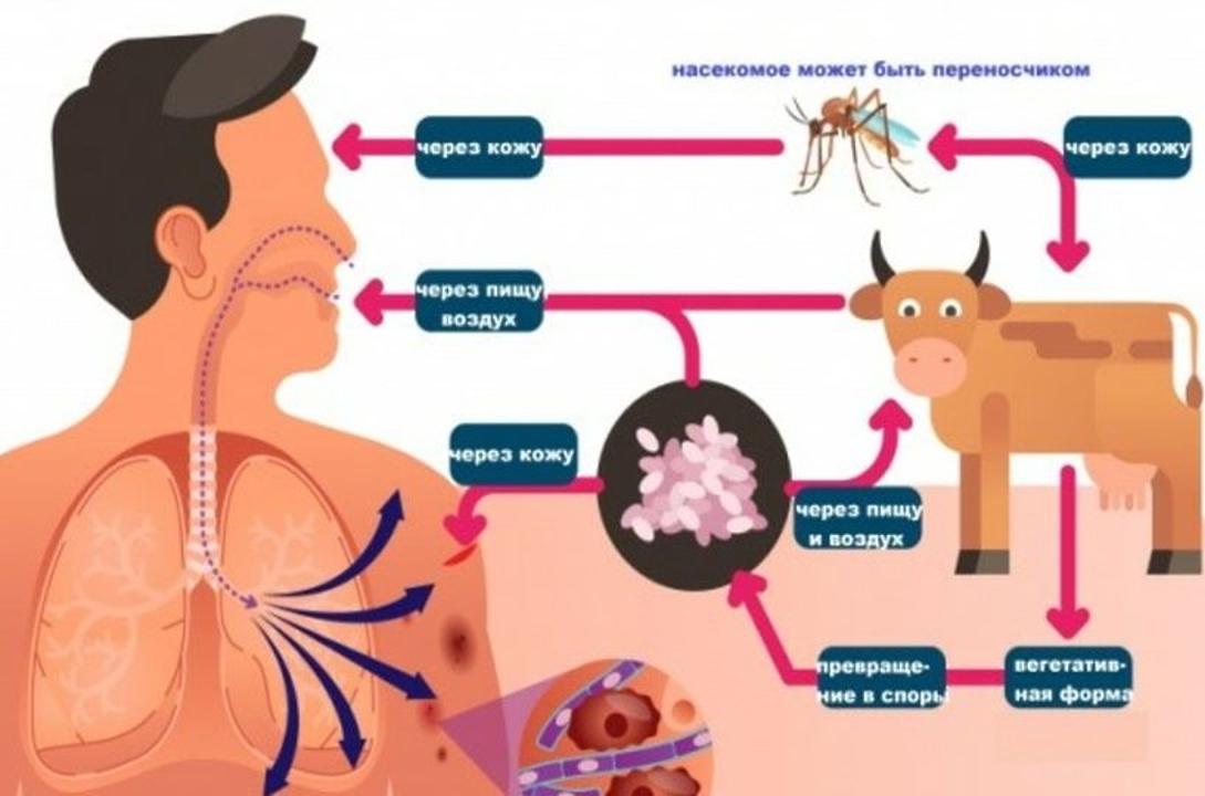 Жалаңаш қыздардың бөксесі слайд-шоу Анальды семіз есектер