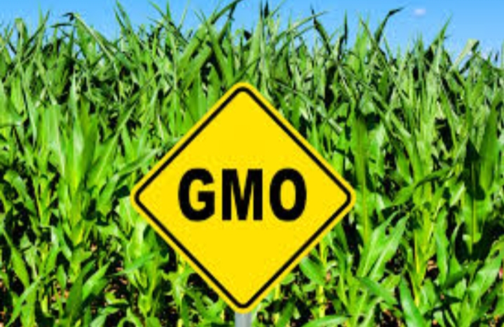 ГМО дегеніміз не?