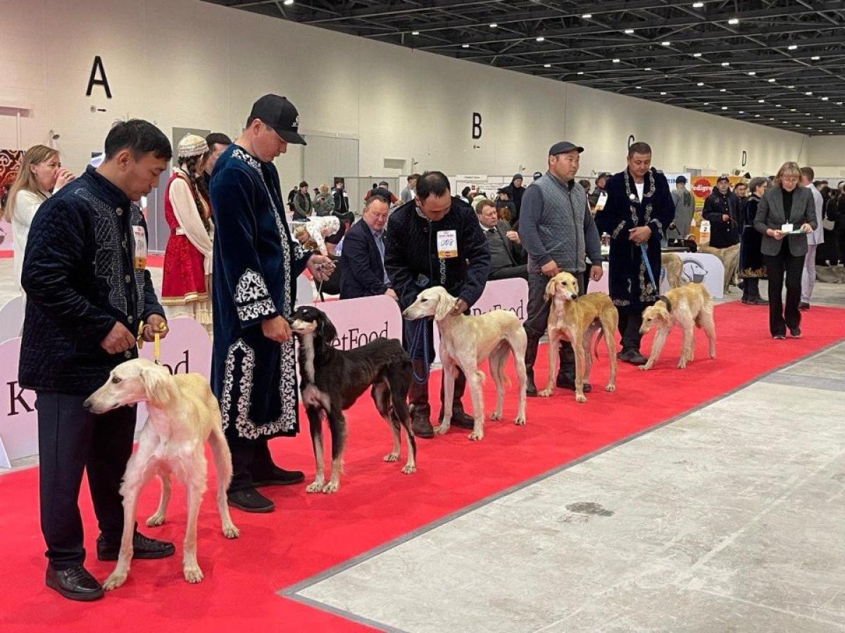 LA RACE DE CHIEN «KAZAKH TAZY» POURRAIT DEVENIR UNE MARQUE NATIONALE DU KAZAKHSTAN