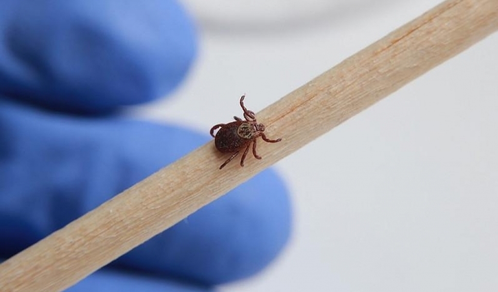 ПРОВОДИТСЯ ПРОТИВОКЛЕЩЕВАЯ ДЕЗИНФЕКЦИЯ