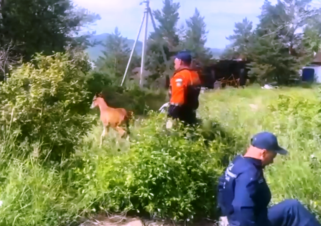 Попавшего в колодец жеребенка достали спасатели