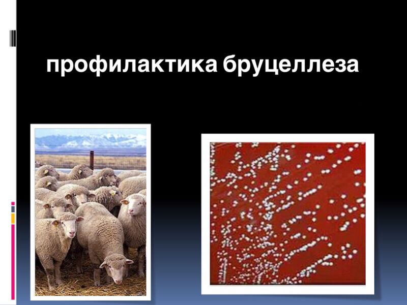 Профилактика бруцеллеза